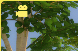 Un cadre jaune apparaît sur les bordures de l'écran quand Les Sims 4 enregistre une vidéo